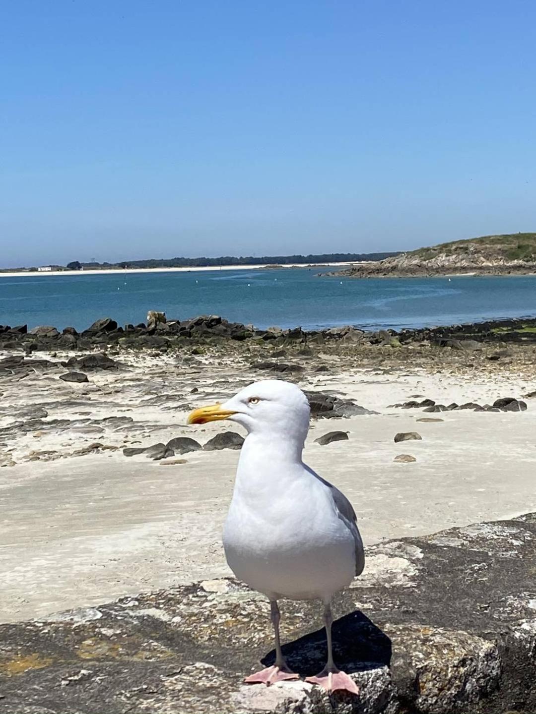Confortable Studio, Wifi, Parking, Proche Plage Carnac Exterior foto